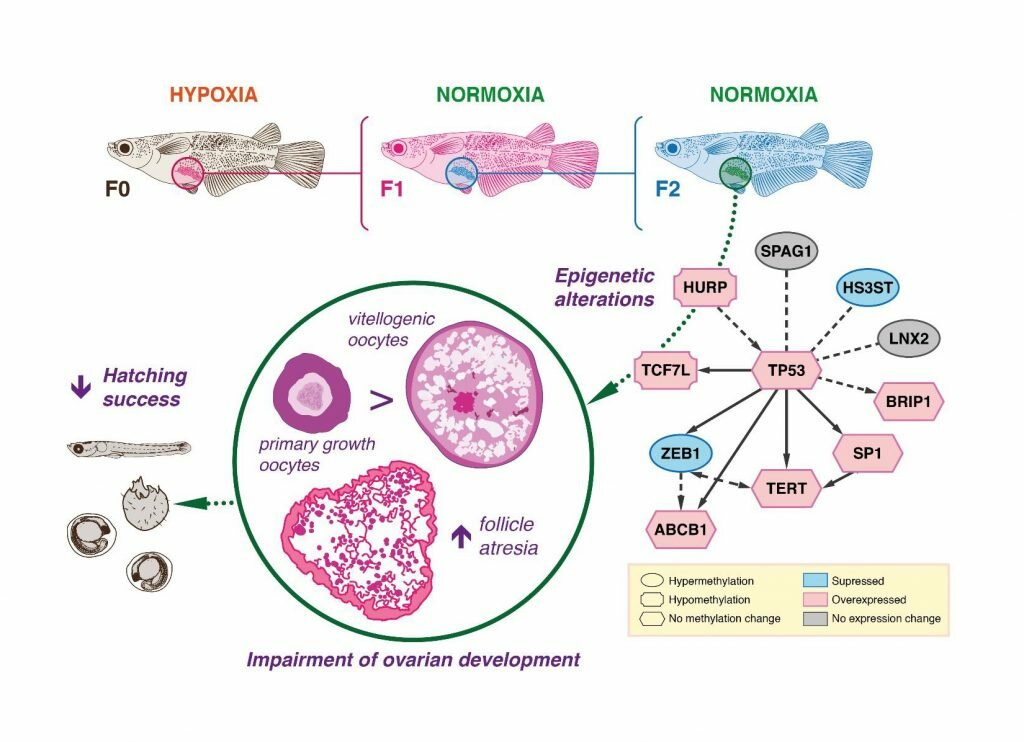 eduhk research unravels the threat of hypoxia to ecological