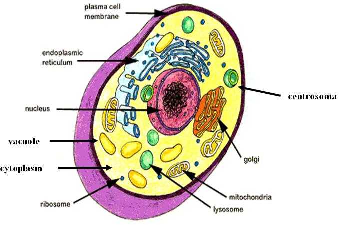 Animal Cells Have Plastids - Cell Organelles - Mitochondria;Plastids