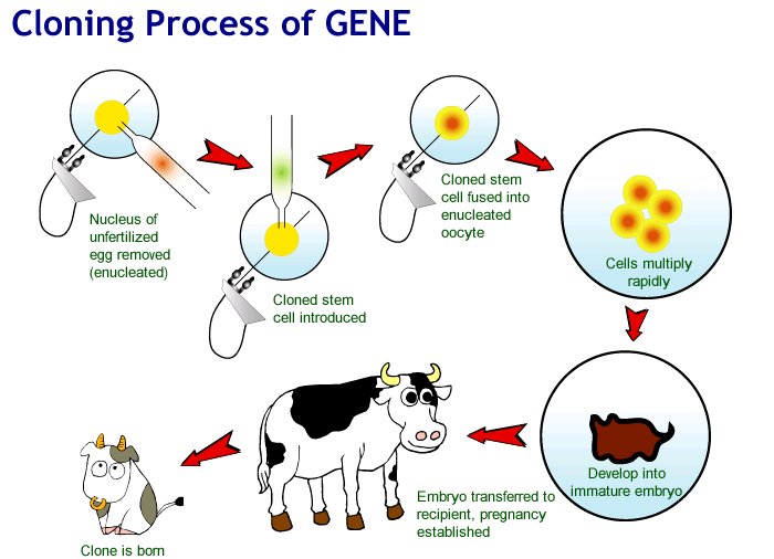 plant cloning process