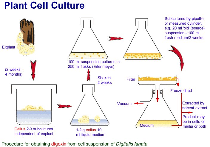 plant cloning process