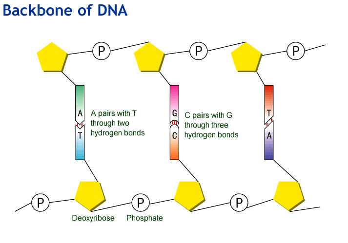 backbone of dna