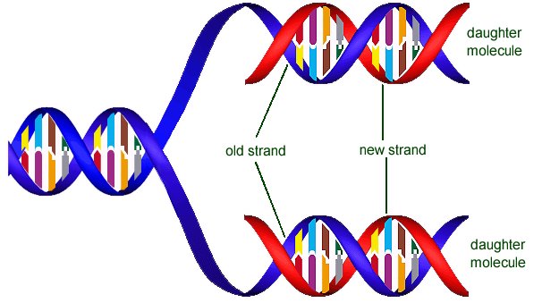 Biotechnology - Genetic Engineering