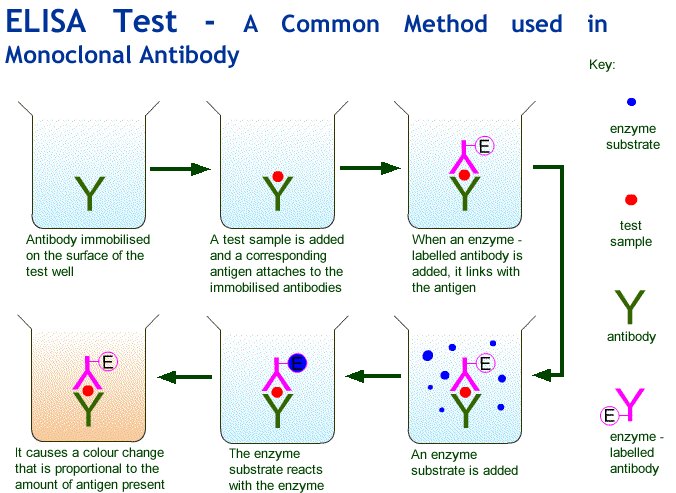 Иммуноферментный анализ тест. Elisa тест. Тест метод Elisa. Monoclonal antibodies Production. Conjugated monoclonal antibodies.