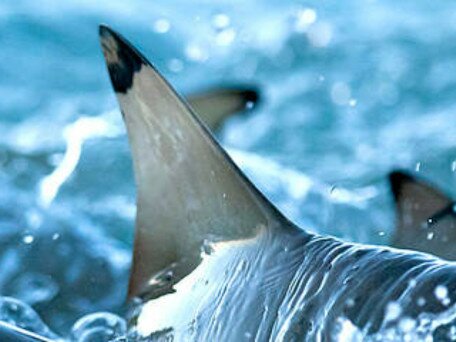 Say No to Shark Fin