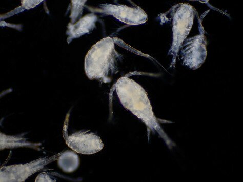 EdUHK research discovers that copepods can adapt to ocean acidification with “self-repairing mhttps://www.eduhk.hk/cms/f/gallery/24859/600p200/Rudolf_PR_1.jpegechanism”